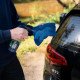 Sampon Auto Gyeon Q2M EcoWash, 1000ml